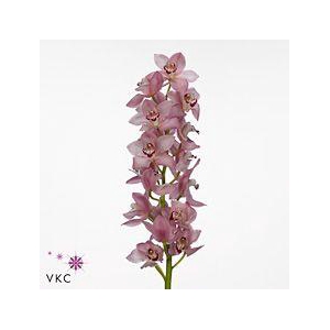 CYMB T GEISHA GIRL 60 CM