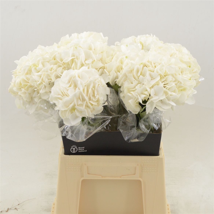 <h4>Hydrangea Ice Age | Wit</h4>