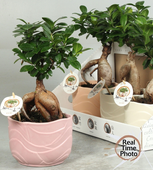 <h4>FIC MI GINSENG</h4>
