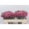 Ozothamnus Booming Pink
