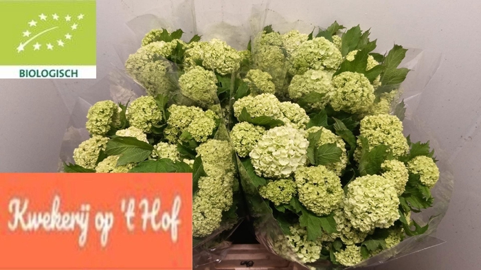 <h4>VIBURNUM ROSEUM ST</h4>