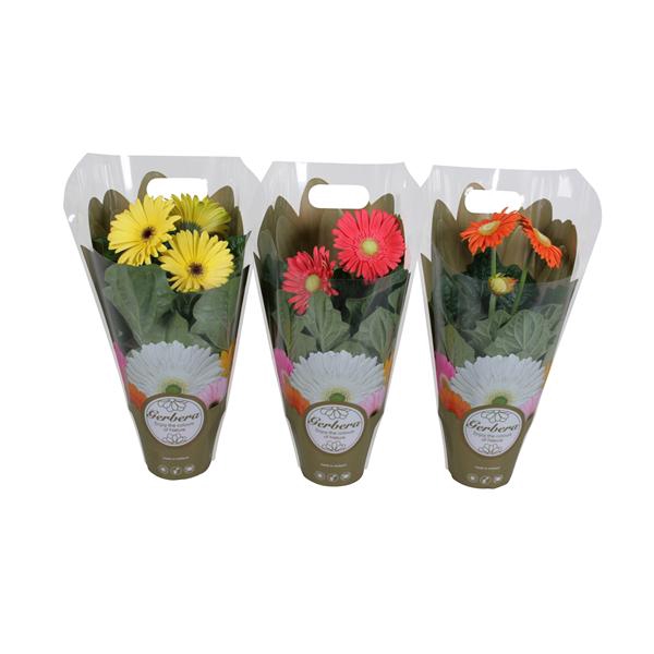<h4>Gerbera belicht 12cm in exclusive carry bag</h4>