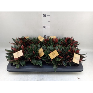 Peperomia caperata 'Rosso'