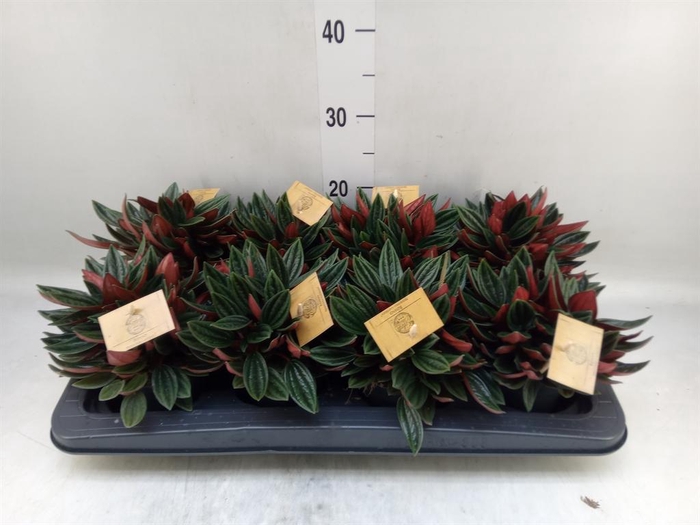 <h4>Peperomia caperata 'Rosso'</h4>