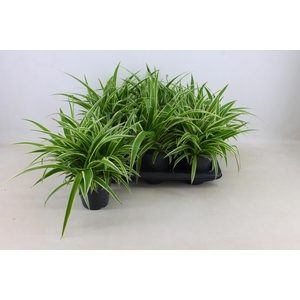 CHLOR COM OCEAN stock