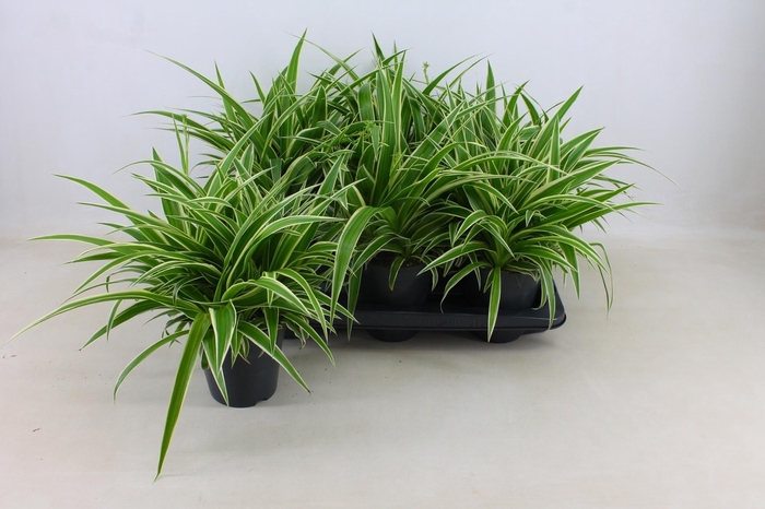 <h4>Chlor Com Ocean</h4>