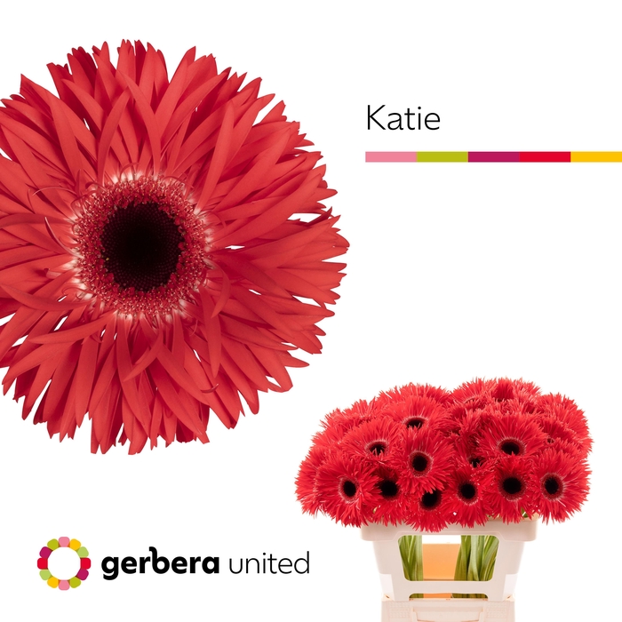 <h4>Gerbera Spider Katie Water x40</h4>