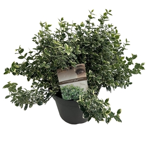Euonymus fort. 'Emerald Gaiety' sense