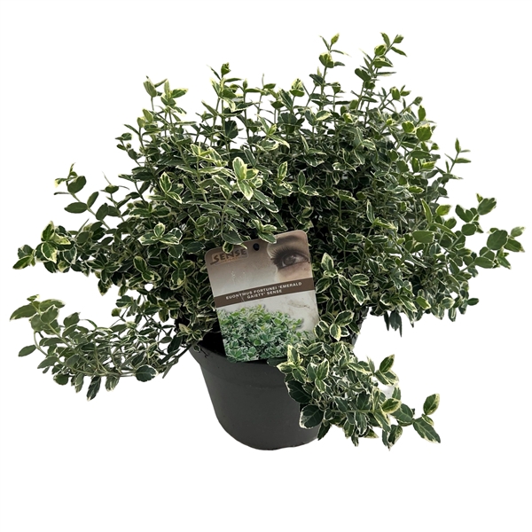 <h4>Euonymus fort. 'Emerald Gaiety' sense</h4>