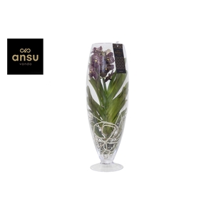 Vanda Champagne Brown