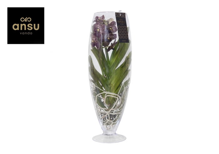 <h4>Vanda Champagne Brown</h4>