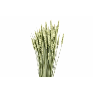 !! PROMO !! Dried Triticum (tarwe) Natural Bunch