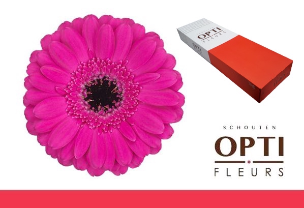 <h4>Germini Anna Doos</h4>