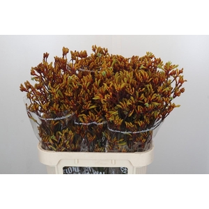 Anigozanthos Gold Fever