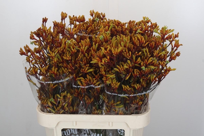 Anigozanthos Gold Fever