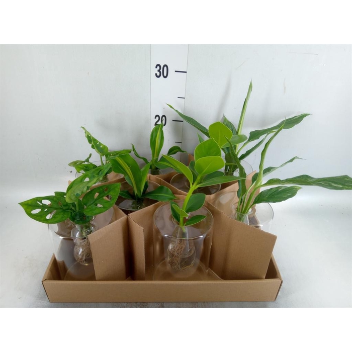 <h4>Planten  ..mix</h4>