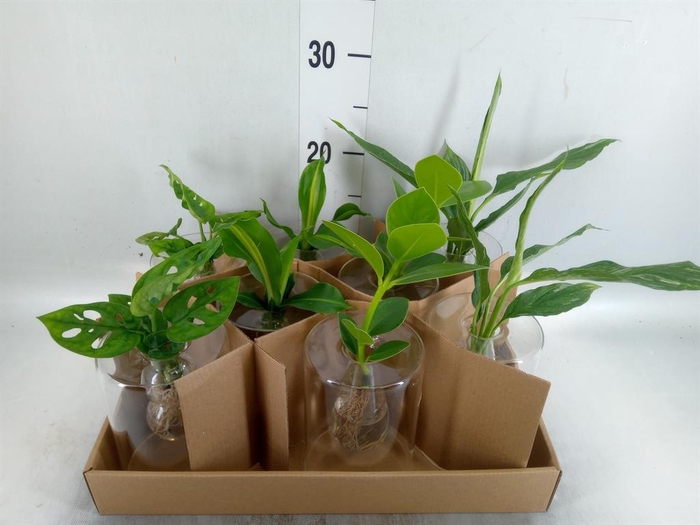 <h4>Planten ..mix</h4>