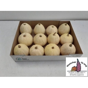 CUC PEPO BABY BOO X 12