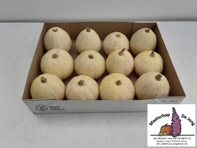 <h4>CUC PEPO BABY BOO X 12</h4>