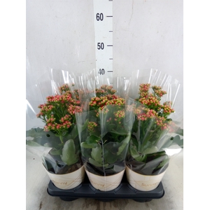 Kalanchoe  'Scarlet Red'