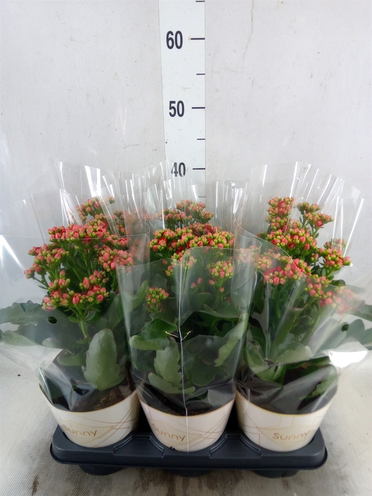 <h4>Kalanchoe  'Scarlet Red'</h4>