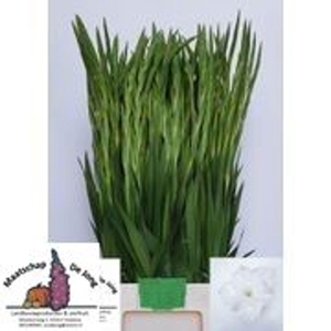 GLADIOLUS GR 'ESSENTIAL' WHITE