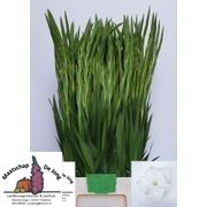<h4>GLADIOLUS GR 'ESSENTIAL' WHITE</h4>