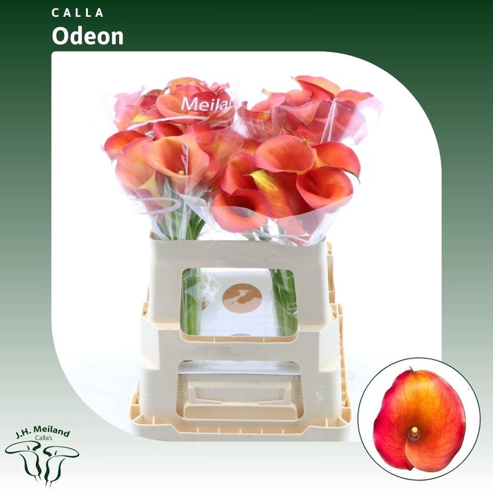 <h4>ZANT CAPT ODEON</h4>