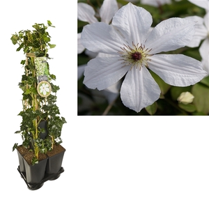 1 m. privacy mix Hedera + Clematis 'Forever Friends' PBR +label