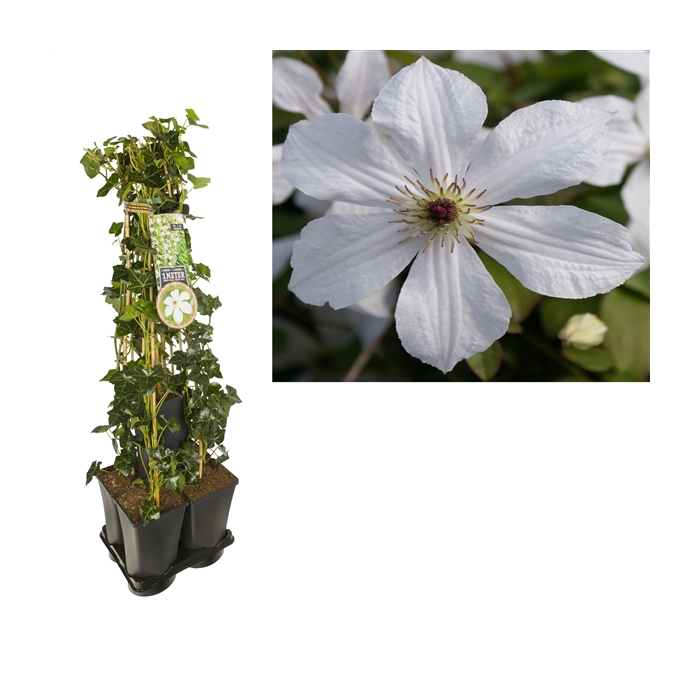 <h4>1 m. privacy mix Hedera + Clematis 'Forever Friends' PBR +label</h4>