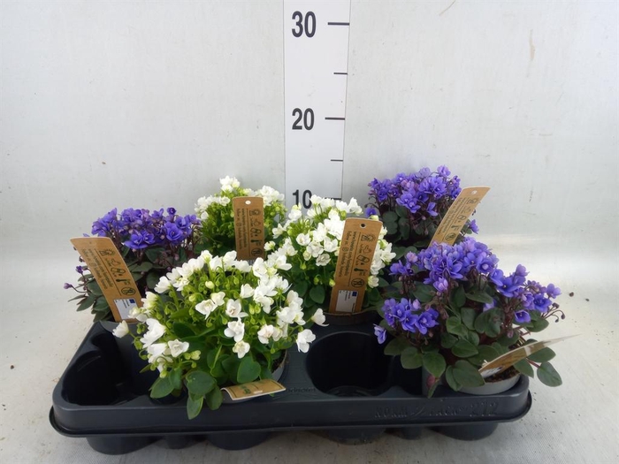 <h4>Saintpaulia   ...</h4>