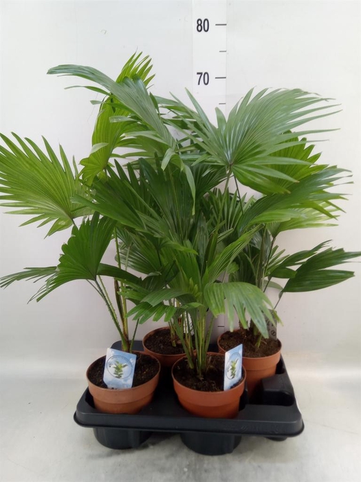 <h4>Livistona rotundifolia</h4>
