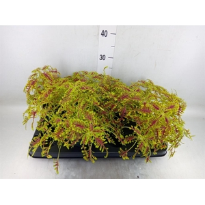 Plectranthus col.   ...