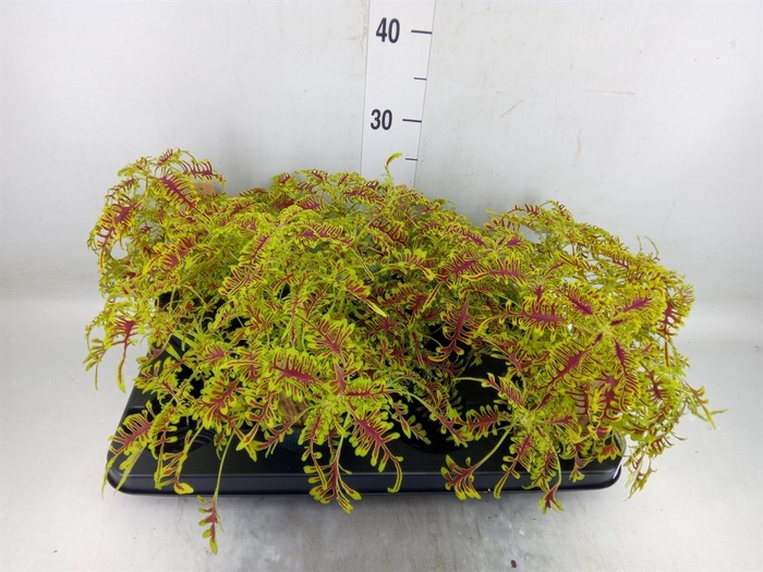 <h4>Plectranthus col.   ...</h4>