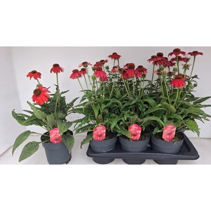 ECHINA LAK RED OMBRE