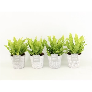 Asplenium Crispy Wave in Star pot