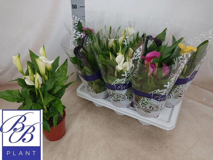 <h4>ZANT GEM 4 KL</h4>