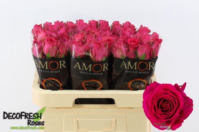 <h4>R Gr Manaali</h4>