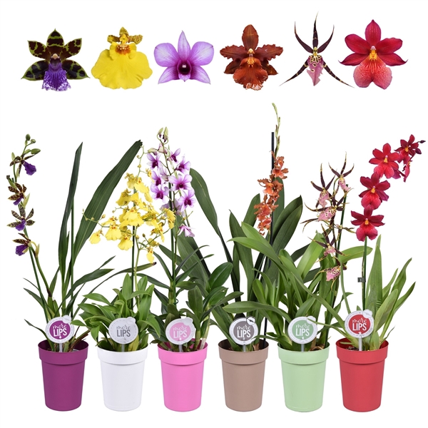 <h4>MoreLIPS® Orchideeën Mix 1 tak in gekleurde pot</h4>