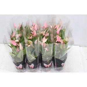 ANTHURIUM LILLI P09 PREMIUM