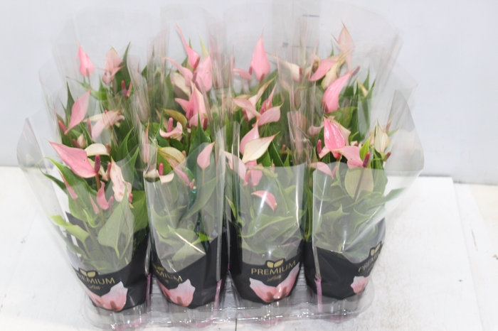 <h4>ANTHURIUM LILLI P09 PREMIUM</h4>