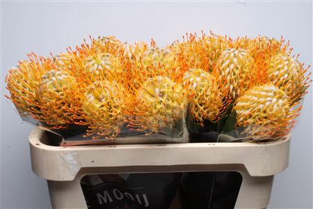 <h4>Leuco Goldie</h4>