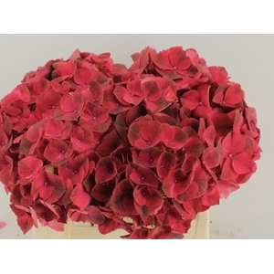 HYDR M MAG RUBYRED