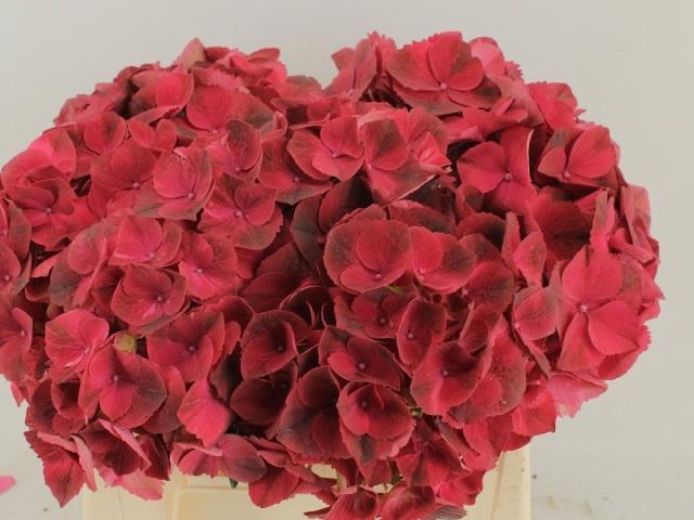 <h4>HYDR M MAG RUBYRED</h4>