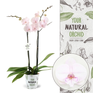 Your Natural Orchid | Manta Ambon | Phalaenopsis 2 spike