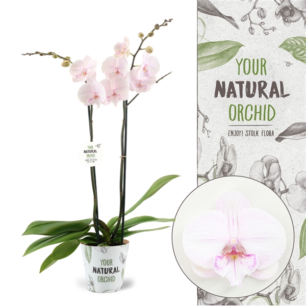 <h4>Your Natural Orchid | Manta Ambon | Phalaenopsis 2 spike</h4>