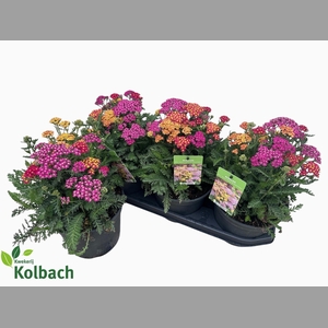 ACHI MILLEFOLIUM