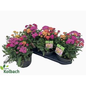 ACHI MILLEFOLIUM
