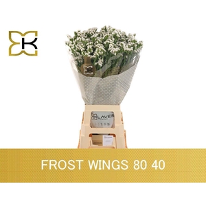 LIM S FROST WINGS