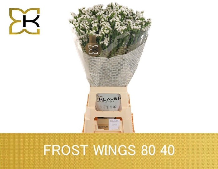 <h4>LIM S FROST WINGS</h4>